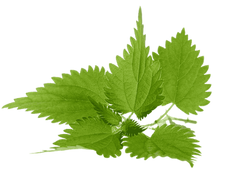 Nettle leaf Extract